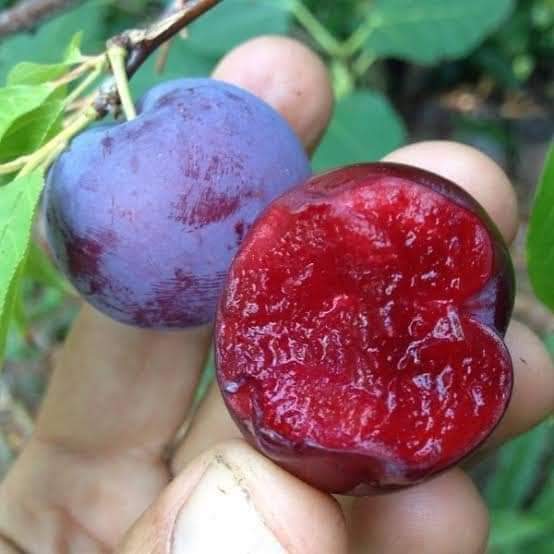 Thai Aloo Bukhara Hybrid Fruit Plant, For Your Home Garden 1 Live Plant