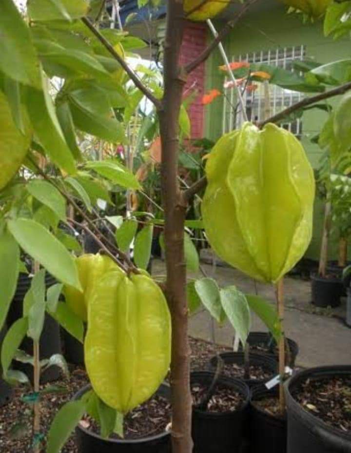 Yellow Thai Dwarf Varieties Sweet Star Fruit Plant
