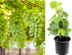 Thai Sweet Finger Grapes Hybrid Fruit Plant (pack Of - 1)