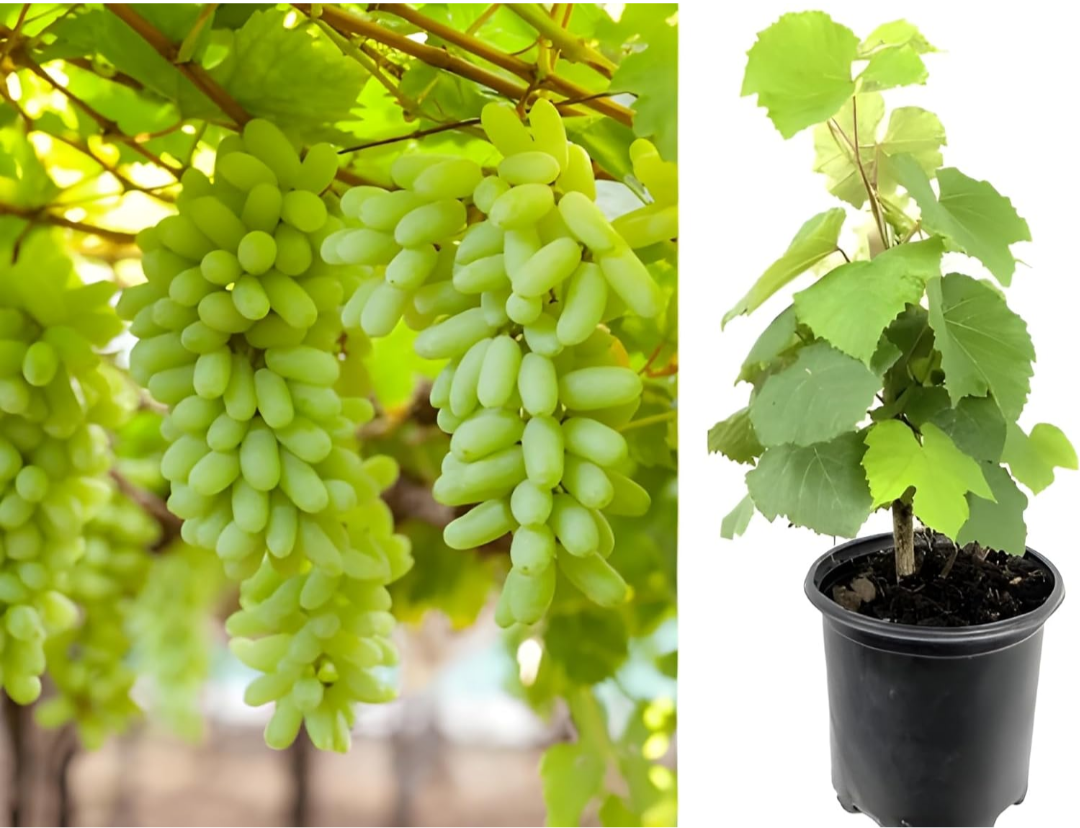 Thai Sweet Finger Grapes Hybrid Fruit Plant (pack Of - 1)