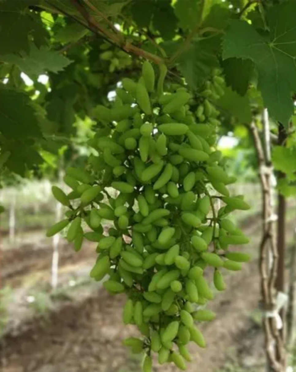 Green Thai Finger Grapes Hybrid Fruit Plant