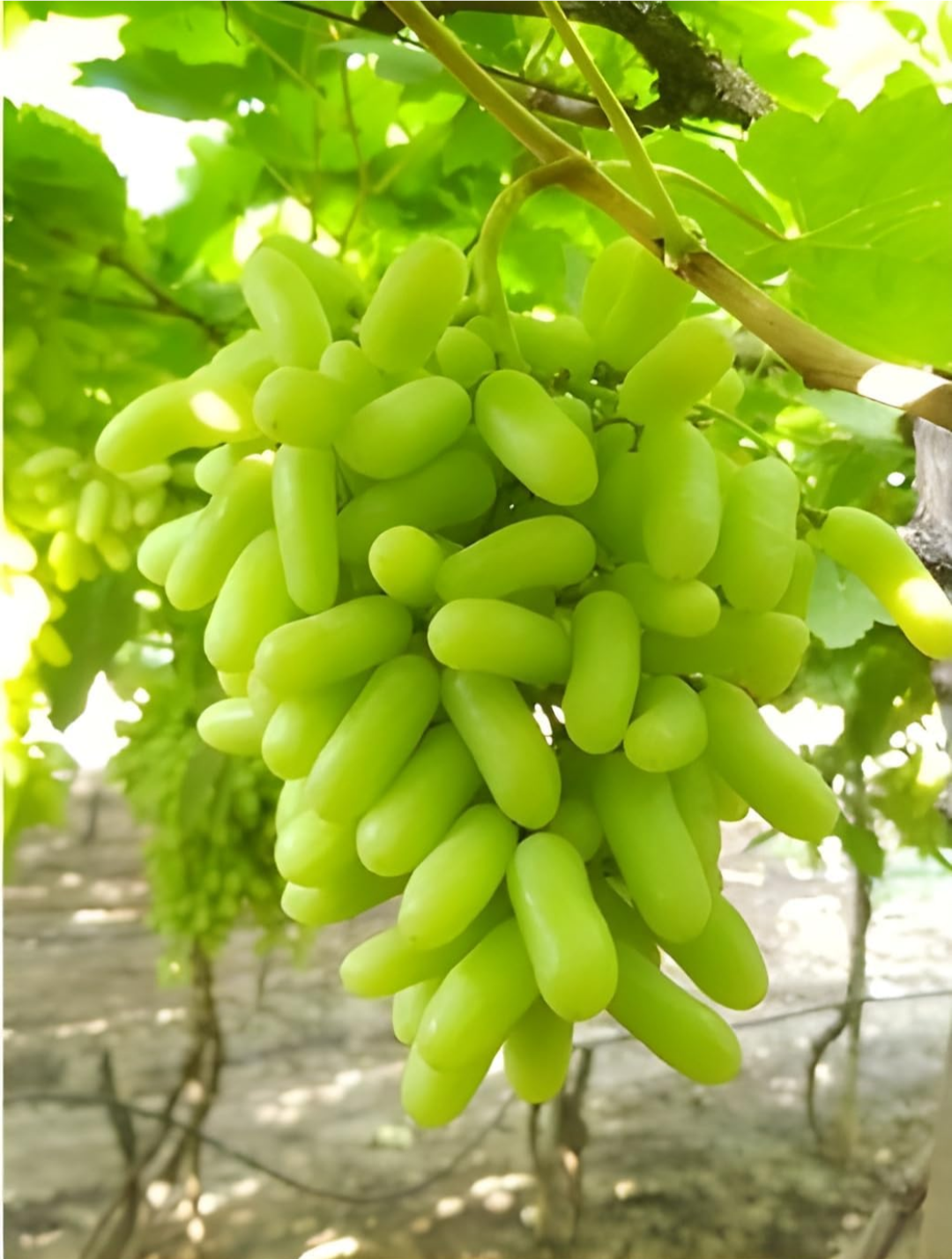 Thai Sweet Finger Grapes Hybrid Fruit Plant (pack Of - 1)