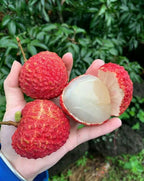 Thai Giant Litchi Hybrid Grafted Fruit Plant (pack Of - 1)