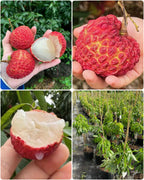 Thai Giant Seedless Litchi Hybrid Grafted Fruit Plant (pack Of - 1)