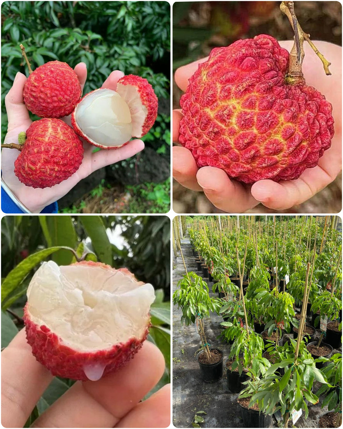 Thai Giant Seedless Litchi Hybrid Grafted Fruit Plant (pack Of - 1)
