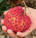 Thai Giant Litchi Hybrid Grafted Fruit Plant (pack Of - 1)
