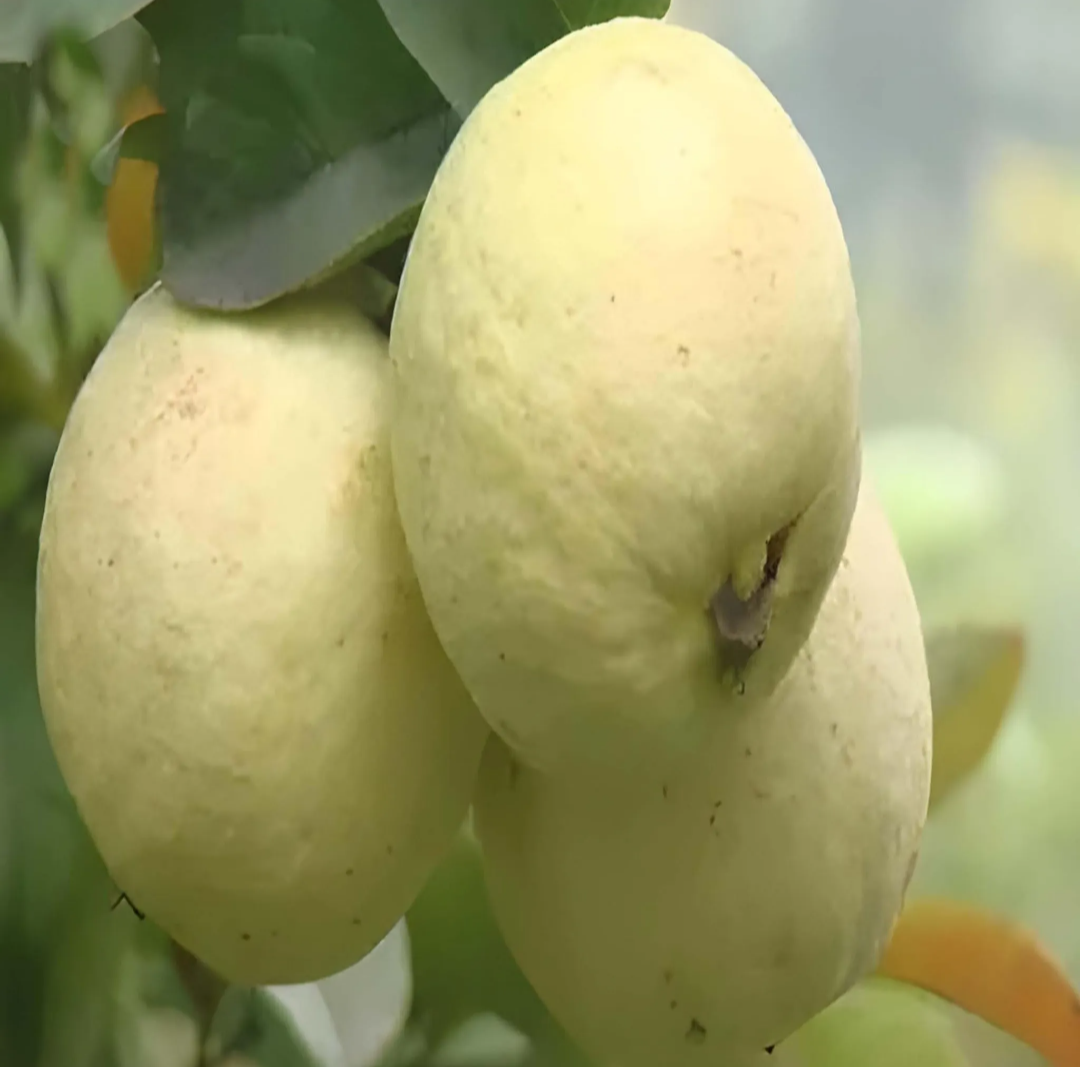 Thai Golden Guava/amrood Hybrid Fruit Plant