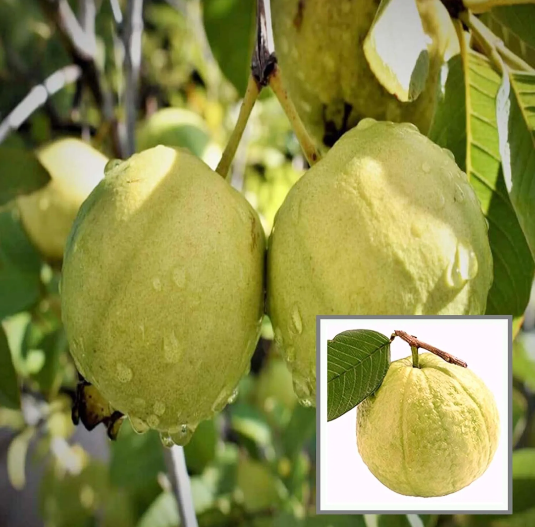Thai Golden Guava/amrood Hybrid Fruit Plant
