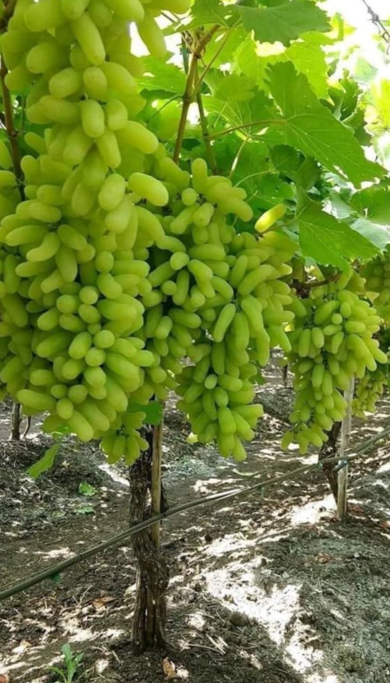 Thai Green Finger Grapes Hybrid Fruit Plant (pack Of - 1)