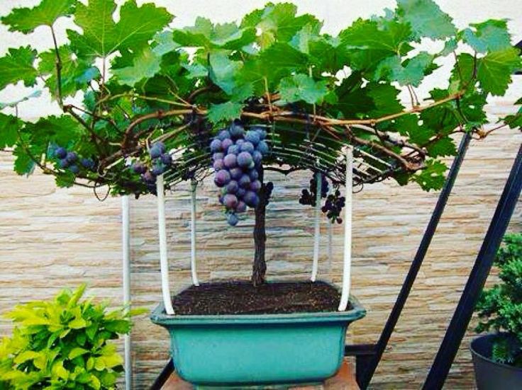 Thai Purple Grapes Hybrid Fruit Plant ( Pack Of - 1 )