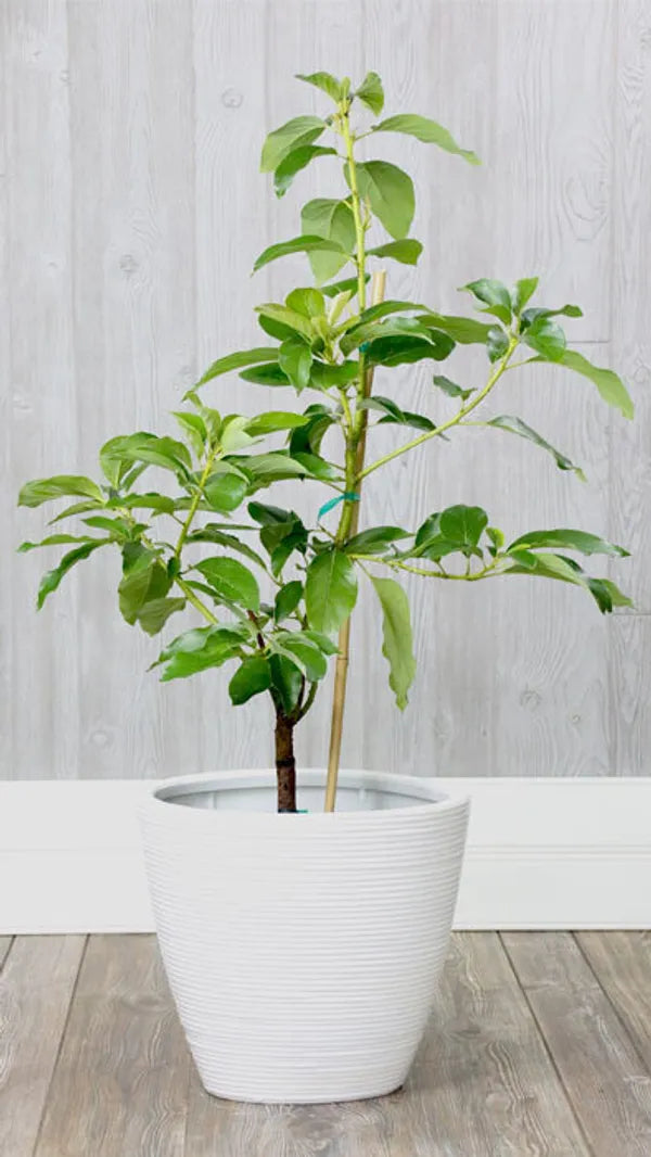 Pack Of 2 Thai Hass Variety Avocado Hybrid Fruit Seedling Plant + Exotic Seedless Litchi Hybrid Fruit Plant
