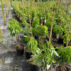 Pack Of 2 Thai Hass Variety Avocado Hybrid Fruit Seedling Plant + Exotic Seedless Litchi Hybrid Fruit Plant