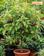 Pack Of 2 Thai Hass Variety Avocado Hybrid Fruit Seedling Plant + Exotic Seedless Litchi Hybrid Fruit Plant
