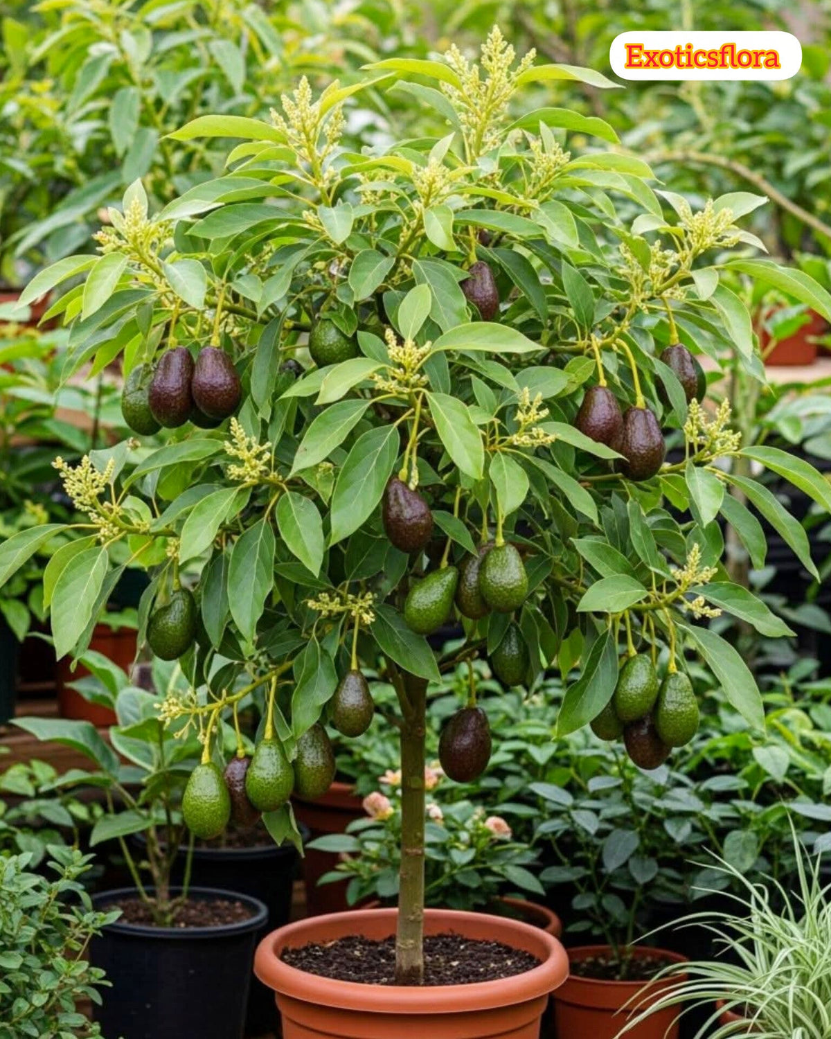 Pack Of 2 Thai Hass Variety Avocado Hybrid Fruit Seedling Plant + Exotic Seedless Litchi Hybrid Fruit Plant