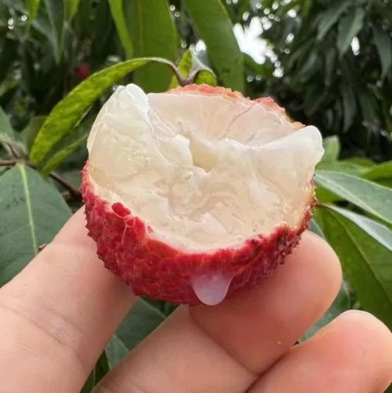Pack Of 2 Thai Hass Variety Avocado Hybrid Fruit Seedling Plant + Exotic Seedless Litchi Hybrid Fruit Plant