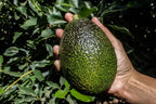 Pack Of 2 Thai Hass Variety Avocado Hybrid Fruit Seedling Plant + Exotic Seedless Litchi Hybrid Fruit Plant