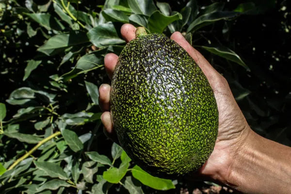 Pack Of 2 Thai Hass Variety Avocado Hybrid Fruit Seedling Plant + Exotic Seedless Litchi Hybrid Fruit Plant