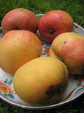 Thai Hybrid Apple Mango Grafted Fruit Plant