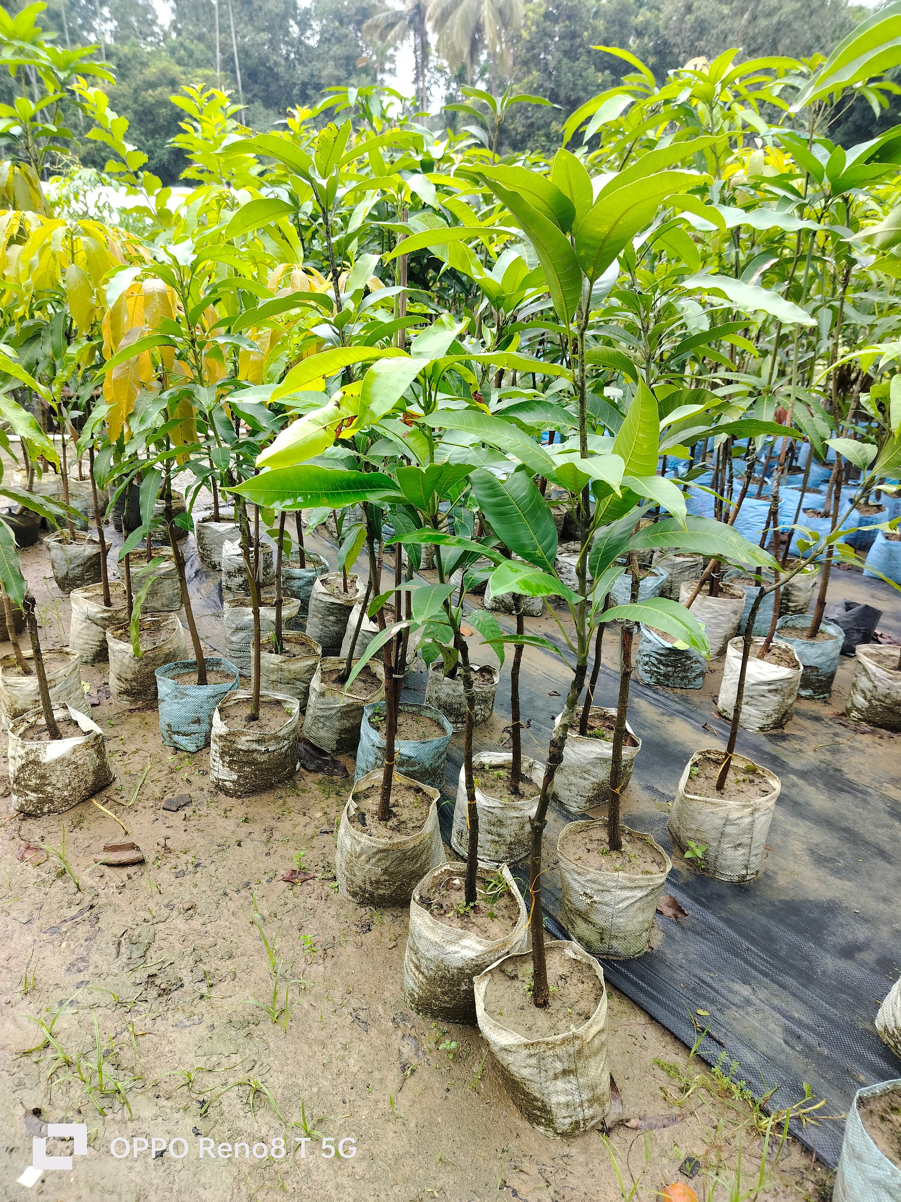 Thai Hybrid Apple Mango Grafted Fruit Plant