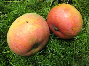 Thai Hybrid Apple Mango Grafted Fruit Plant