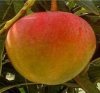 Thai Hybrid Apple Mango Grafted Fruit Plant