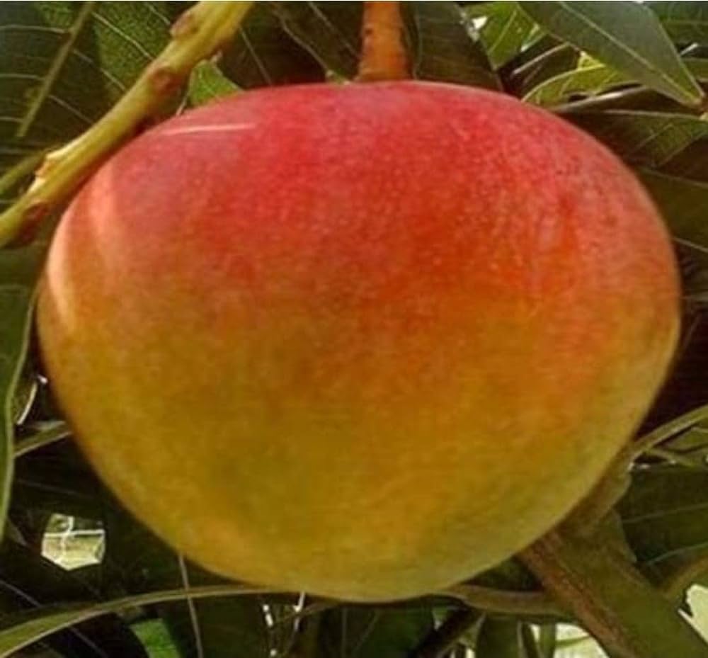 Thai Hybrid Apple Mango Grafted Fruit Plant