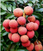 Thai Hybrid Seedless Litchi Dwarf Variety Fruit Plant