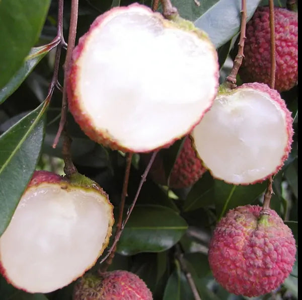Thai Hybrid Seedless Litchi Dwarf Variety Fruit Plant