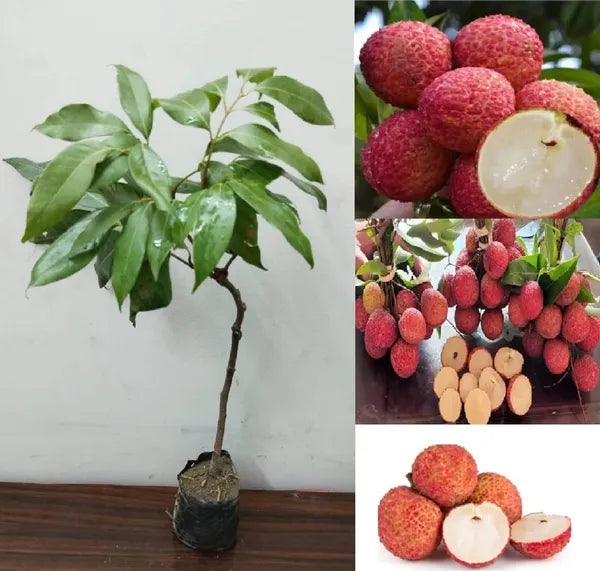 Thai Hybrid Seedless Litchi Dwarf Variety Fruit Plant