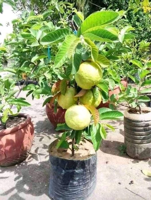 Thai Sweet Guava Hybrid Fruit Plant