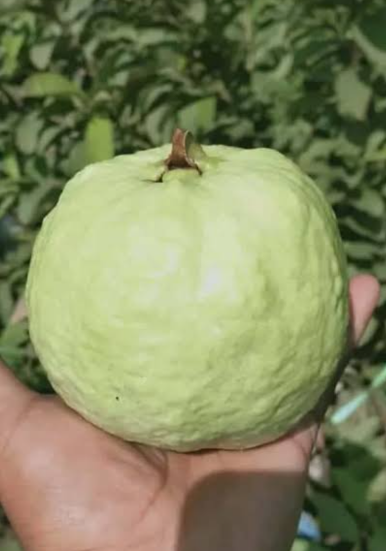 Thai Sweet Guava Hybrid Fruit Plant
