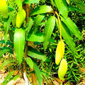 Thai Long Banana Mango Grafted Plant