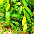 Thai Long Banana Mango Grafted Plant