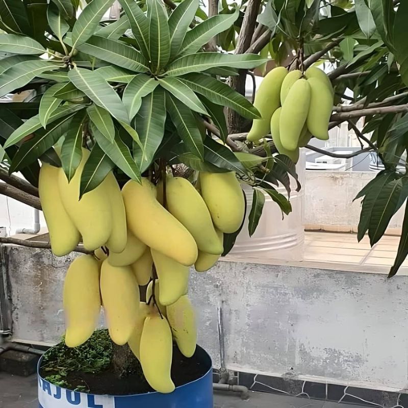 Thai King Long Banana Mango Grafted Plant (pack Of - 1)