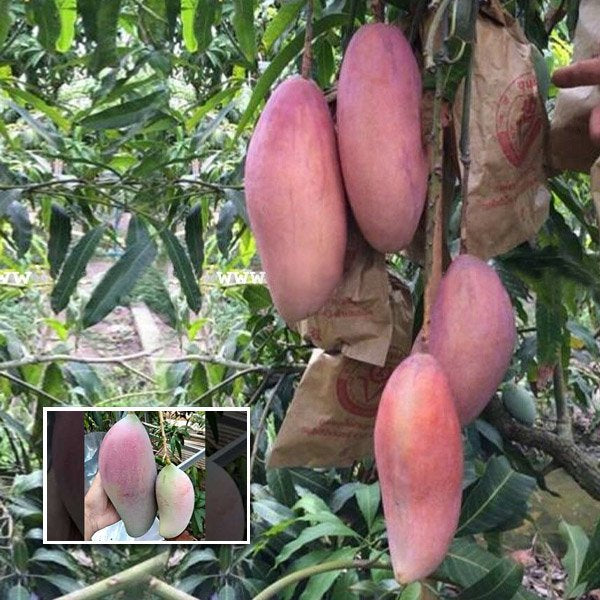 Thai King Of Ching Mai Mango Grafted Fruit Plant
