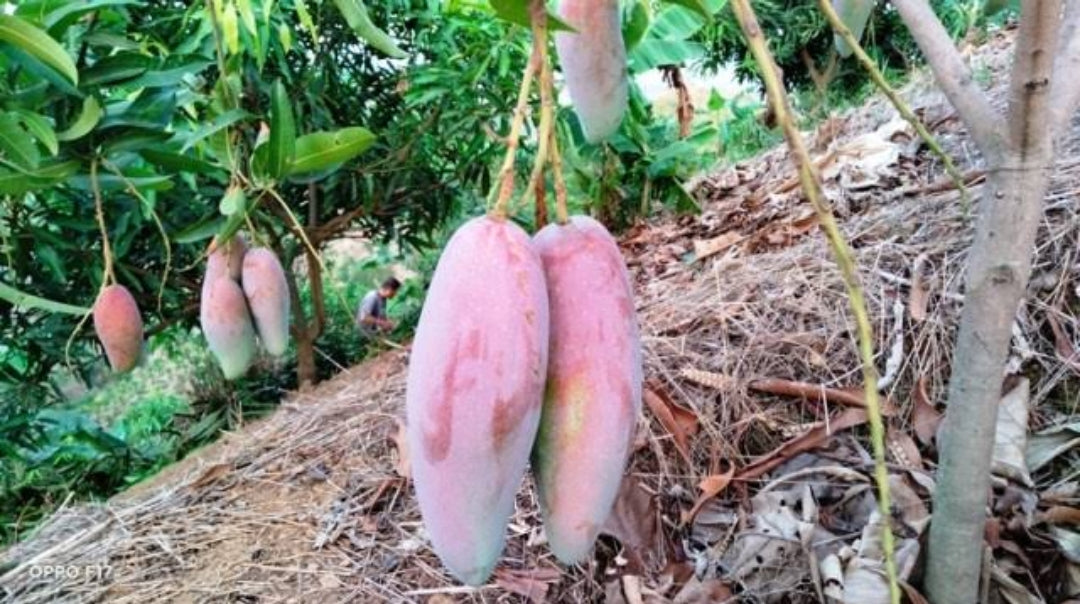 Thai King Of Ching Mai Mango Grafted Fruit Plant
