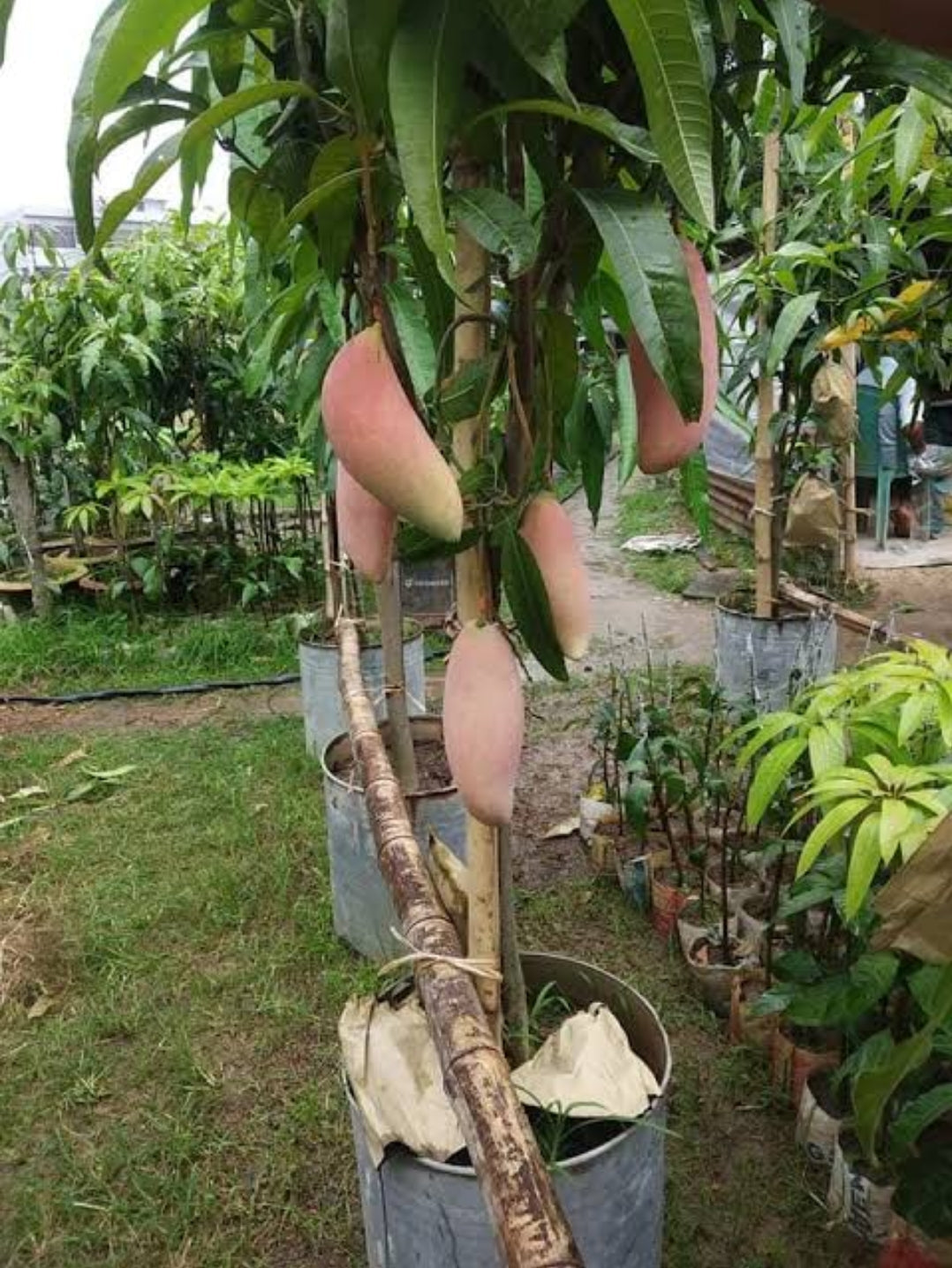 Thai King Of Ching Mai Mango Grafted Fruit Plant