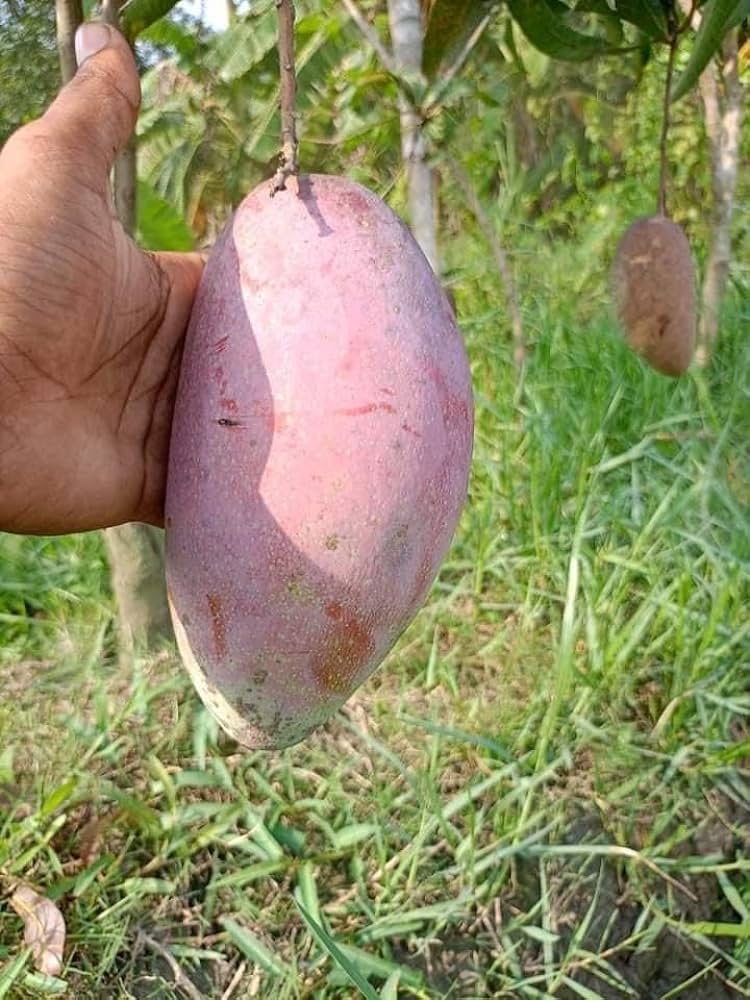 Thai King Of Ching Mai Mango Grafted Fruit Plant