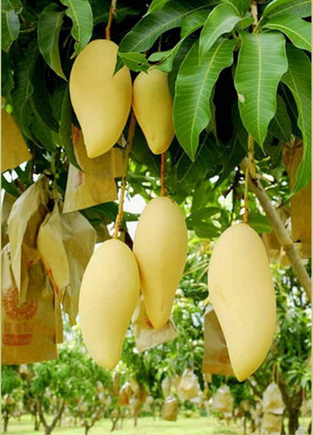 Thai King Of Dok Mai Mango Hybrid Grafted Plant