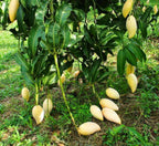 Thai King Of Dok Mai Mango Hybrid Grafted Plant