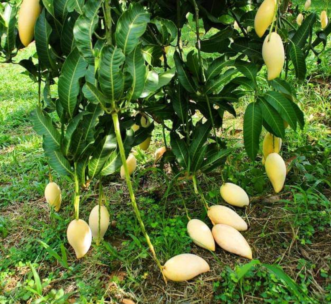 Thai King Of Dok Mai Mango Hybrid Grafted Plant