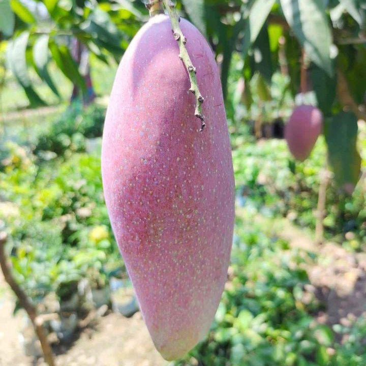 Thai Ching Mai Mango Hybrid Grafted Plant