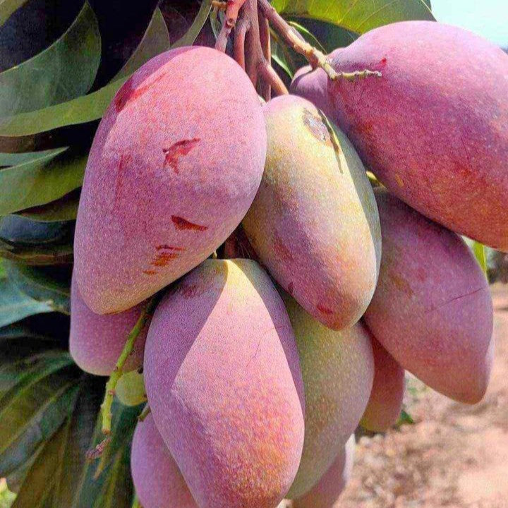 Thai Ching Mai Mango Hybrid Grafted Plant
