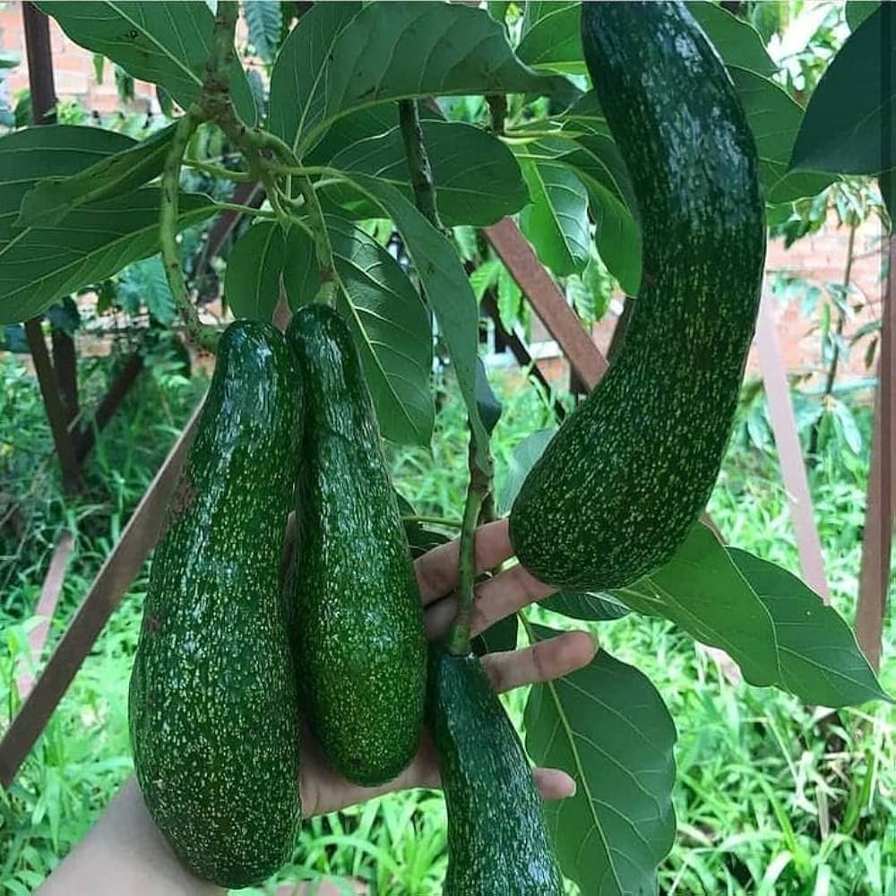 Thai Long Banana Avocado Hybrid Grafted Plant (pack Of - 1)