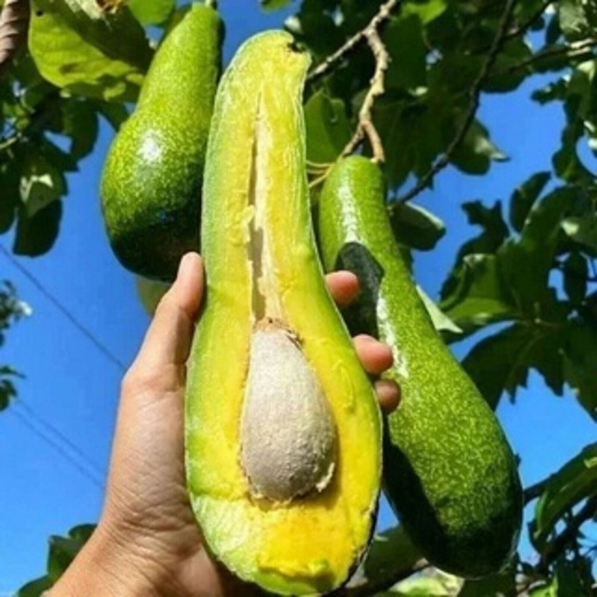 Thai Long Banana Avocado Hybrid Grafted Plant (pack Of - 1)