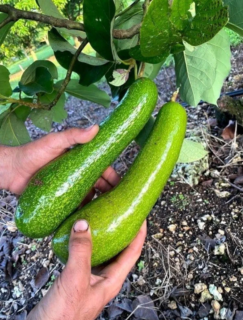 Thai Long Banana Avocado Hybrid Grafted Plant (pack Of - 1)