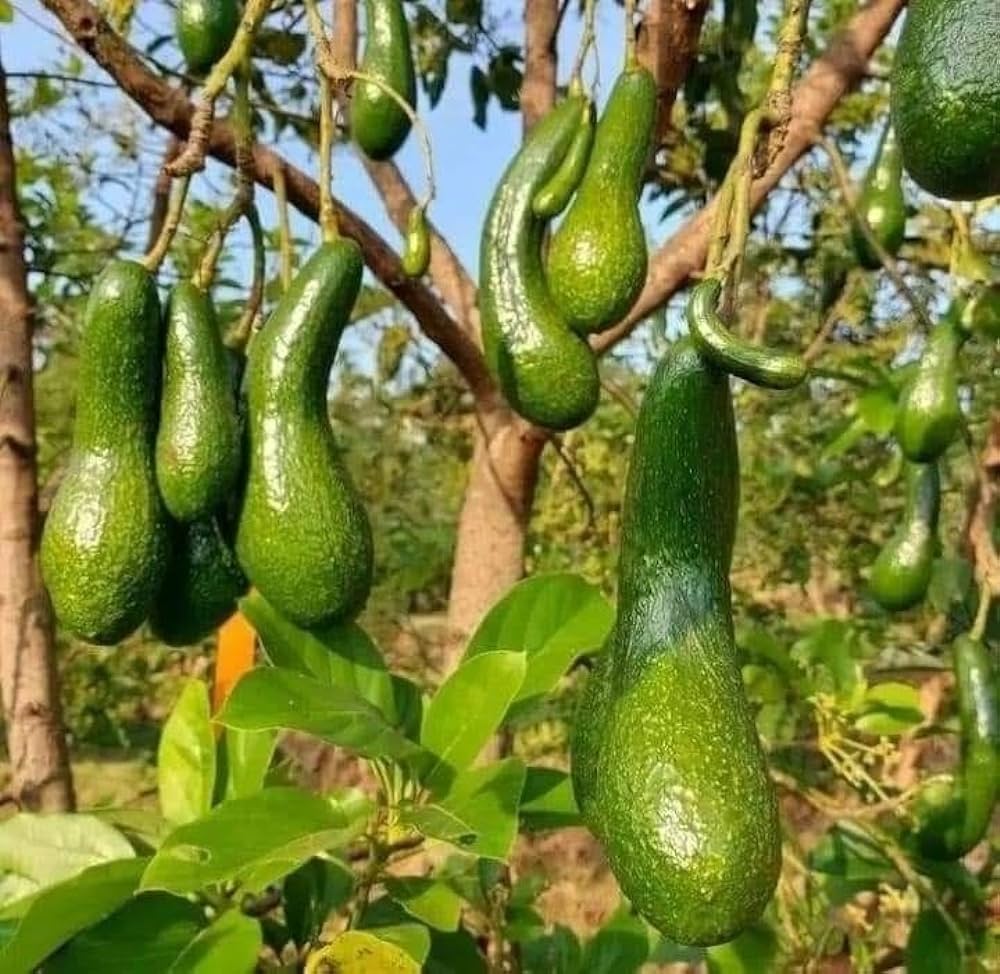 Thai Long Banana Avocado Hybrid Grafted Plant (pack Of - 1)