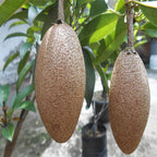 Thai Long Banana Chikku/sopota Grafted Fruit Plant