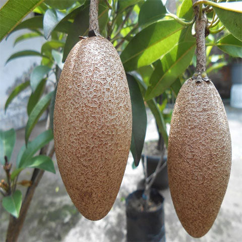 Thai Long Banana Chikku/sopota Grafted Fruit Plant