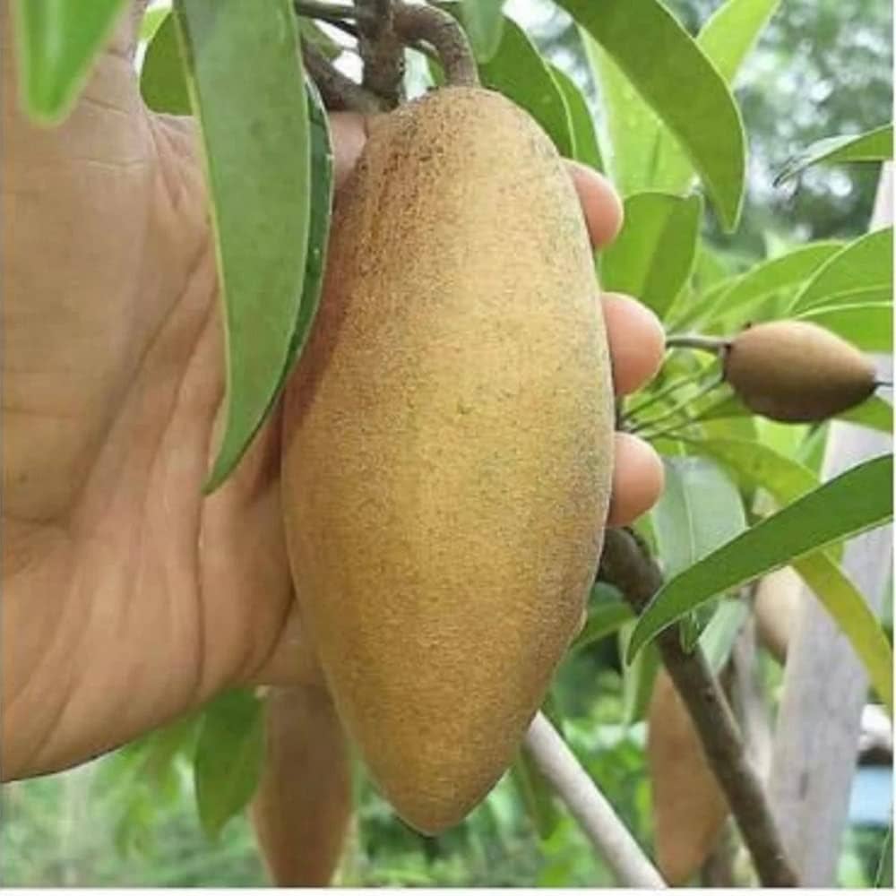 Thai Long Banana Chikku/sopota Grafted Fruit Plant